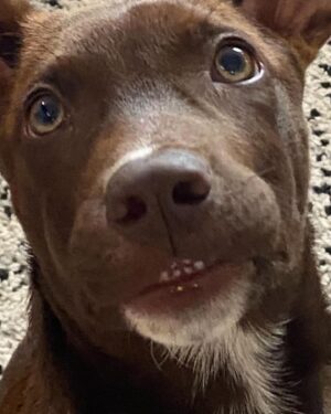 Ali Liebert Instagram - Currently over here obsessed with our boy Sabzi 🐕  we don't know his breed as his mama Molly was rescued by @peluditos_lamanzanilla when she was pregnant..but we have heard many suggestions! 
Lab - Doberman - Chihuahua - Xolo 
What do you think?
🐾🐾🐾
#SabziJoonKashLiebert 
#puppy #puppylove #rescue #rescuepups #xoloitzcuintle (?) @sabzijoonkashliebert