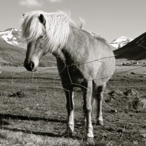 Alice Greczyn Instagram - Found some old pics I took in Iceland! 🐎 Did you know #Icelandichorses have fifth gait? It’s called #tölt and I can only describe it as speed-walking—which cracked me up on and off the horse! 😂