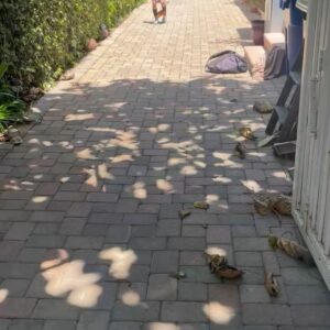 Alicia Coppola Instagram - This is some #rocky style driveway drills.