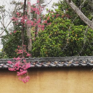 Alicia Goranson Instagram - The Huntington: Where Humans and Nature Agree