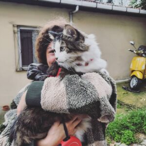 Alicia Kapudağ Instagram - Backstreet Cats 🍁🦝🦊🌿 #OskarLloyd