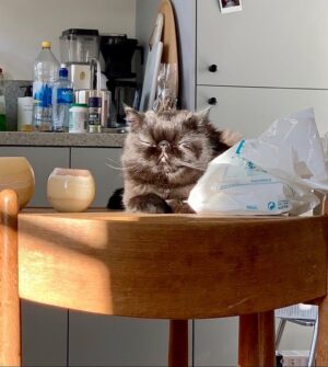 Aliette Opheim Instagram - Happy new year!! A cup of tea and a cat is all you need. No more no less. God bless.