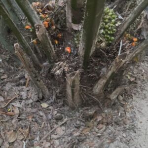Aline Tofalo Instagram - Bahia traz tudo à tona sempre. Bahia limpa, Bahia energiza. Bahia entra em você e mexe com tudo. Traz a experiência completa com cultura, comida, aprendizagem, afeto, água quente e ancestralidade. 
Bahia ensina a quem quer aprender. Aprende quem sabe escutar para além da palavra. 
Bahia te faz pensar: “que bom que eu to viva!”