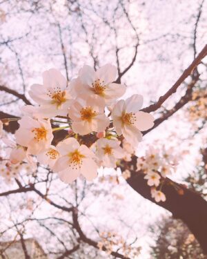 Alisa Takigawa Instagram - sakura. #桜の日
一年前も同じ日に同じ場所で桜を見ていたのをカメラフォルダが教えてくれた🌸