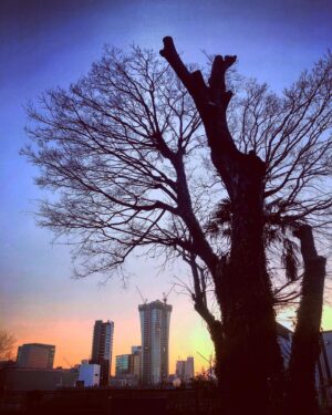Alisa Takigawa Instagram - I was with the sunset.