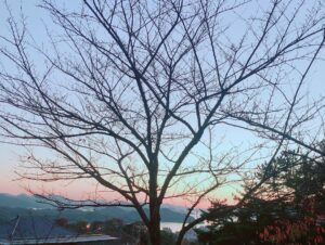 Alisa Takigawa Instagram - 明日は福島へ。写真は尾道メモリーズ。日本っていいなあ。