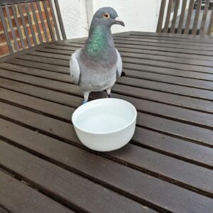Alison Law Instagram - And there was me thinking I'd had a bad day today! Upon reflection it's not been so bad.. 

so I started with Monday Morning Motivation for the staff, followed by a lovely healthy salad for lunch in the park, gave a thirsty pigeon a drink then rounded my day off by making tomorrows lunch and going back to Fat Club 👊🏼 mentally taken charge of my day.. so when you think it's bad, it's not always that bad 😁

#mojo #shesback #bringiton #shesgotit #instalife #instagoals #instafood #bloated #midsize #midsizestyle #notsobad #monday
