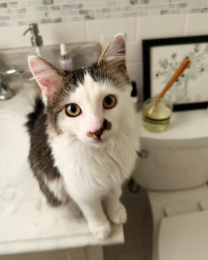 Allegra Edwards Instagram - A very soft launch. 
This is Gilda. She’s funny like Radner and foxy like Rita. And we love her golden eyes. ✨ 
Thank you so much @mellamprey @zanelamprey with @pumpkinpatchpetrescue for rescuing this precious kitty and taking excellent care of her until we could bring her home. 🐾