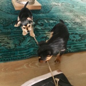 Allen Leech Instagram - Sometimes it just takes more than one to tie a shoelace. #puppies