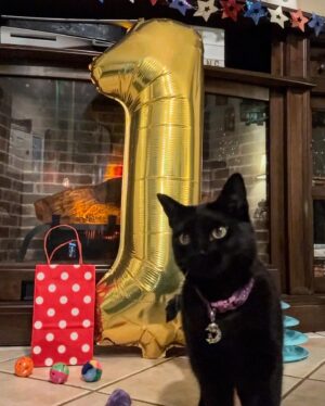 Allie Recks Instagram - Happy 1st birthday Salem Moon 🌙💜 thank you for being everything I ever needed.  I love you to the moon. 💜