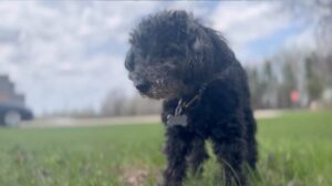 Allison Miller Instagram - This young man is almost 17. Blind, deaf, diapered, two teeth left. And STILL somehow managed to find a slice of sausage (?!?!) in the grass and get it in his mouth right after I took this video today.