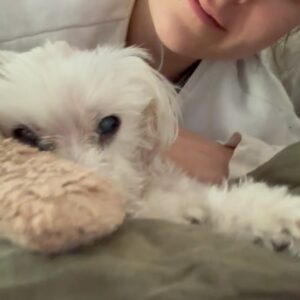 Allison Paige Instagram - Hi my girl. 
Today is 6 months without you. It’s taken me this long to really look at photos of you let alone try to find the right combination of words to describe the thing I love most in this world but let’s give it a shot… I waited my entire childhood for a dog. Begging Santa every Christmas or trying to crack my mom into letting us keep the strays we found. I’d cry and cry and couldn’t understand why it was taking so long. I’ve now come to realize, outside of my mother faking allergies 😜, that the universe was just preparing me for the absolute greatest love and friendship I would ever know. You picked me the second I saw you. Our souls finding each other again and for half of my life you were my little North Star. Guiding me and shaping me in ways nothing else has. 
You loved me when I didn’t love myself, you healed my heart when it was broken, you reminded me of my confidence with every adventure pup step you took, and you saw me when it felt like no one in the world did. With just a look or a lick or a head on my leg, you reminded me who I was and what I was worth. You showed me every day what it meant to be bold and silly and unafraid to take up space. You were the smartest. Too smart ha. You were my absolute favorite part of life and for 17 years we made the best team. All 8 pounds of attitude and pure love. 
I miss you beyond my Momma girl. It’s like a limb is missing from my body. There hasn’t been a morning I don’t keep my eyes closed for just a minute longer hoping that when I open them you will be on my pillow nose to nose with me again. I wish the term “time heals” was true but not in this case. The more time that passes the more bitter I feel I have to do life without you but you know what… I’m ok with that. Because I know that little bitter sting is just your sassy ass reminding me you are my #1 and with me always and then I’m flooded with our memories and your love and I’m full again. You are woven into the fabric of who I am forever and it was the greatest honor of my life getting to be your momma. I’ll meet you in the trees Minyah 💕