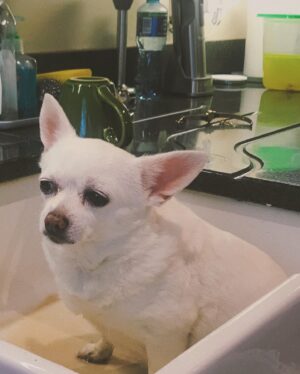 Aloreia Spencer Instagram - dog duty