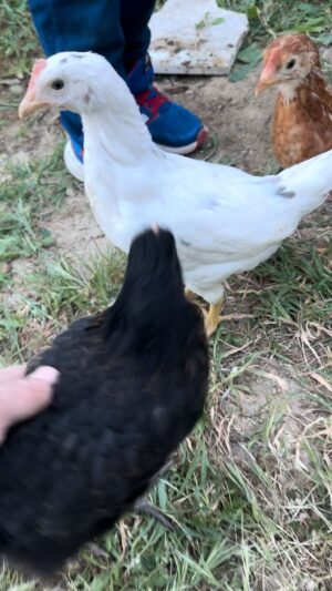 Alp Kırşan Instagram - Çok gezen tavuk mu iyidir çok okuyan tavuk mu iyi ? Buyrun başlayalım yorumlara 🤣 #tavuk  #chiken  #farm sonuna kadar izlemeniz tavsiye edilir 😆