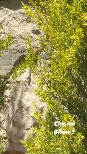 Alp Kırşan Instagram - Cinsini bilen yardımcı olabilir mi ? #snake #yılan