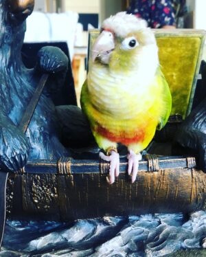 Amaryllis Fox Instagram - Our beloved Toots. You were named for the artist whose colors you wore on your chest. You landed in our life like a guardian spirit, impossibly fragile, impossibly brave. From the first day you joined our family, you came with us everywhere, perched on one of our shoulders or nestled under our hair. You ate salad at cafes beside us, romped with us on evening walks, let children everywhere nuzzle your soft feathers. You reminded each person you met that however broken this world may seem, it bursts everywhere with consciousness and magic and life.
.
The night before you crossed the rainbow bridge, I lay with you on the sofa. I had no idea it was our last moment together. But in the stillness, I could feel your heartbeat. You turned your head so I could rub the spot under your chin. We were connected.
.
Today, as we let your earth body go, as so many around the world face so much inconceivable loss, I take quiet comfort in remembering that moment. The mystery that pulses under the surface, the force that connects us all. It is, in the words of the original Toots, a love that is deep as the ocean, and wide wide wide wide as the sea.