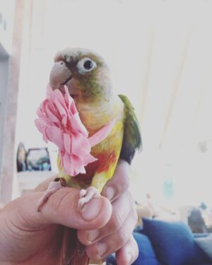 Amaryllis Fox Instagram - Our beloved Toots. You were named for the artist whose colors you wore on your chest. You landed in our life like a guardian spirit, impossibly fragile, impossibly brave. From the first day you joined our family, you came with us everywhere, perched on one of our shoulders or nestled under our hair. You ate salad at cafes beside us, romped with us on evening walks, let children everywhere nuzzle your soft feathers. You reminded each person you met that however broken this world may seem, it bursts everywhere with consciousness and magic and life.
.
The night before you crossed the rainbow bridge, I lay with you on the sofa. I had no idea it was our last moment together. But in the stillness, I could feel your heartbeat. You turned your head so I could rub the spot under your chin. We were connected.
.
Today, as we let your earth body go, as so many around the world face so much inconceivable loss, I take quiet comfort in remembering that moment. The mystery that pulses under the surface, the force that connects us all. It is, in the words of the original Toots, a love that is deep as the ocean, and wide wide wide wide as the sea.