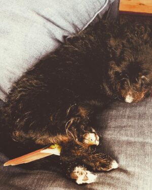 Amaryllis Fox Instagram - Our beloved Toots. You were named for the artist whose colors you wore on your chest. You landed in our life like a guardian spirit, impossibly fragile, impossibly brave. From the first day you joined our family, you came with us everywhere, perched on one of our shoulders or nestled under our hair. You ate salad at cafes beside us, romped with us on evening walks, let children everywhere nuzzle your soft feathers. You reminded each person you met that however broken this world may seem, it bursts everywhere with consciousness and magic and life.
.
The night before you crossed the rainbow bridge, I lay with you on the sofa. I had no idea it was our last moment together. But in the stillness, I could feel your heartbeat. You turned your head so I could rub the spot under your chin. We were connected.
.
Today, as we let your earth body go, as so many around the world face so much inconceivable loss, I take quiet comfort in remembering that moment. The mystery that pulses under the surface, the force that connects us all. It is, in the words of the original Toots, a love that is deep as the ocean, and wide wide wide wide as the sea.