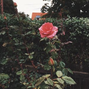 Amelie Pokorná Instagram - krasy nataceni v prirode. 
#hvezdynadhlavou 

*jinak ten grain jsem tam tolik nechtela napalit, ale presets.
