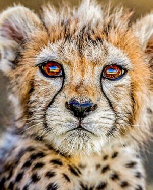 Amirhossein Rostami Instagram - پیروز هم خاطره شد.خاطره ای تلخ