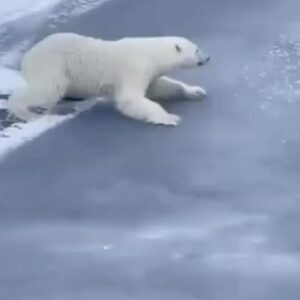 Amirhossein Rostami Instagram - حتی خرس قطبی هم میداند وقتی زیر پایش سفت نیست باید خود را با قانون فیزیک و شرایط محیطی وفق دهد.درعبور از مسیرهای لغزنده باید به شدت دقت کنیم .