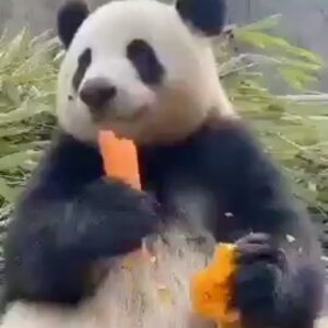 Amirhossein Rostami Instagram - اول‌هفته رو لطفا با هویج میل کردن این بزرگوار شروع کنید قول میدم انرژی مثبت خوبی میده.
یه دایورت کلی عجیبی تو صورت بزرگوار مشهوده😁🐼🥕😁👌❤️