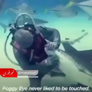 Amirhossein Rostami Instagram - 🔺️یک زن در حال غواصی در دریا متوجه کوسه ای میشود که از دهانش زنجیری آویزان است، زن جرات کرد و به کوسه نزدیک شد و دست در دهان کوسه کرد و زنجیر را که به یک قلاب بزرگ وصل بود از دهان کوسه بیرون آورد،،، بعد کوسه شروع به حرکات نمایشی (جهت تشکر) اطراف آن زن غواص کرد و بعد دور شد، بعداز چند دقیقه مجدداً کوسه مراجعه کرد به همراهش چند کوسه دیگر بود که آنها نیز زنجیر و قلاب در دهان داشتند همگی اطراف آن زن جمع شدند،
آن زن شجاع، قلاب ها را از دهان آنها در آورد، کوسه‌ها دور این زن را گرفتند و باحرکات نمایشی از او تشکر کردند این فیلم شجاعت و انسانیت زن غواص و هوش عجیب کوسه در هدایت بقیه کوسه‌ها برای حل مشکلشان را نشان میدهد ‌.....

حیرت آور است..!