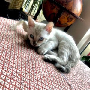 Amrita Acharia Instagram - Happy First Bday to this absolute diva @remiatlas - you make the lockdowns far more dramatic 🎂😻❄️#snowbengal #dogcat