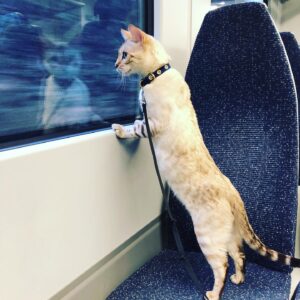 Amrita Acharia Instagram - Happy First Bday to this absolute diva @remiatlas - you make the lockdowns far more dramatic 🎂😻❄️#snowbengal #dogcat