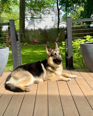Amy Sacco Instagram - #isabellamaehazelmariewernerstonesacco  #NationalDogRescueDay #mommasgirl #GrandmasFavorite #GSD #GermanShepherd #germanshepherdsofinstagram @heartsandbonesrescue #adoptdontshop🐾 #LoveOfMyLife #couchpotato #goofball #BeachBaby #lovernotafighter 🙏🏻❤️❤️❤️⭐️🥰🥰🥰🥰