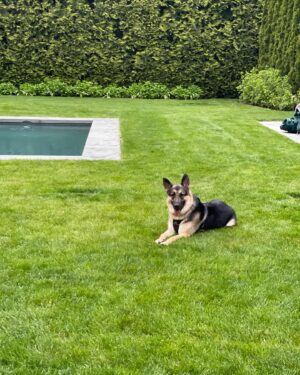 Amy Sacco Instagram - #isabellamaehazelmariewernerstonesacco  #NationalDogRescueDay #mommasgirl #GrandmasFavorite #GSD #GermanShepherd #germanshepherdsofinstagram @heartsandbonesrescue #adoptdontshop🐾 #LoveOfMyLife #couchpotato #goofball #BeachBaby #lovernotafighter 🙏🏻❤️❤️❤️⭐️🥰🥰🥰🥰