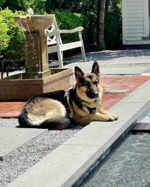Amy Sacco Instagram - #isabellamaehazelmariewernerstonesacco  #NationalDogRescueDay #mommasgirl #GrandmasFavorite #GSD #GermanShepherd #germanshepherdsofinstagram @heartsandbonesrescue #adoptdontshop🐾 #LoveOfMyLife #couchpotato #goofball #BeachBaby #lovernotafighter 🙏🏻❤️❤️❤️⭐️🥰🥰🥰🥰