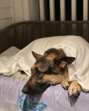 Amy Sacco Instagram - #isabellamaehazelmariewernerstonesacco  #NationalDogRescueDay #mommasgirl #GrandmasFavorite #GSD #GermanShepherd #germanshepherdsofinstagram @heartsandbonesrescue #adoptdontshop🐾 #LoveOfMyLife #couchpotato #goofball #BeachBaby #lovernotafighter 🙏🏻❤️❤️❤️⭐️🥰🥰🥰🥰
