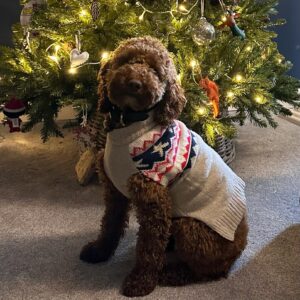 Amy Williams Instagram - Massive merry Christmas to you all from me and my family.
🎄
Whatever your day looks like, know you’re loved so much. 
🎄
Thank you for all your support this year, it’s so appreciated 🙏🏻 
🎄
Happy Christmas.

#happychristmas #festivetime #dogsitting