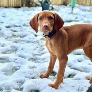 Amy Williams Instagram - The look of innocence 🩵 Mr Monty at 13 weeks. #vizslapuppy #vizslagram