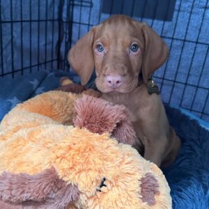 Amy Williams Instagram - We are all so in 💙 already. Welcome to our family Monty🐾. 

#vizsla #vizslapuppy #newpuppy #9weekoldvizsla