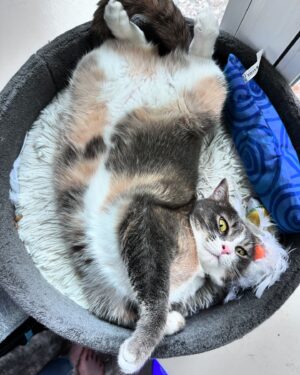 Ana Marie Cox Instagram - Everything is terrible but at least Molly has a fuzzy belly for you to admire (do not touch it).