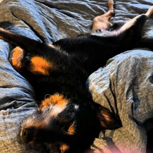 Ana Marie Cox Instagram - I’ve been worried about Exley — because I always worry — he was panting a lot and restless for a few days, tho he didn’t have any other symptoms of the pancreatitis he had in January.

I think he might have been just … tummy troubles? We had a long walk and he had a good 💩 and now he’s breathing deep and snoring just a touch. 

He still has a sedated nail trim and bloodwork appointment on Thursday, my pricey lil pup.