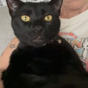 Ana Marie Cox Instagram - Bram is not only black, he's dim. 

#sweetdumbthing #prettyboys #cats #onebraincell