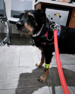Ana Marie Cox Instagram - Tonight the brave little man is at @veterinary_emergency_group, getting more fluids and pain meds. And, get this: I can visit him *anytime.* I could stay the night! They have guest rooms! “That’s our whole thing,” the nurse told me, “You don’t have to just leave your pet here.” I am confident enough in their care — and his prognosis — that I will likely not be back until morning. Honestly, we both could use the sleep. 

Also I haven’t showered since the adventure began. Had a moment earlier then I thought, “Ew, Ex, you’re stinky!” And then it realized it might be me. 

Oh hey also sign up for my workshop, because the first class is tomorrow and I guarantee you the format will be quite heart-led.