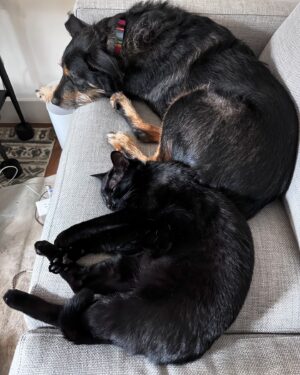 Ana Marie Cox Instagram - Not sure how Bram manages to look almost as substantial as his big brother here, but I can say my heart swells two sizes when I see them like this. (Molly is in her window perch.)