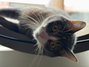 Ana Marie Cox Instagram - She woke up like this. 

Molly Murderkitten hasn’t been getting quite the IG love she deserves thanks to the Bram and Exley show.