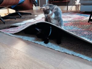 Ana Marie Cox Instagram - Ok maybe Bram’s hiding places work better than I thought. (Or Molly is not the genius she thinks she is.)