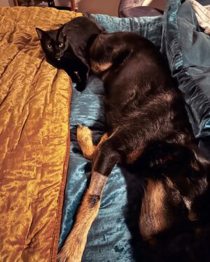 Ana Marie Cox Instagram - Nurse Bram keeping tabs on any potential rumblies in Exley’s tumblies. 

Ex is doing great; still hates his diet food but doing great. I greet every good poop with a bar from “solid as a rock,” Arrested Development-style.