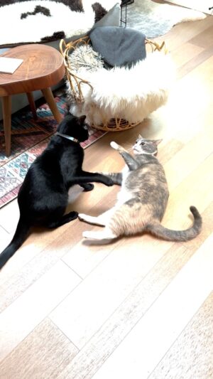 Ana Marie Cox Instagram - I call this "tai chi fighting" because they occasionally just look at each other intensely and kind of pat the air in front to them. Exley does not like any of it; he just wants us all to get along!