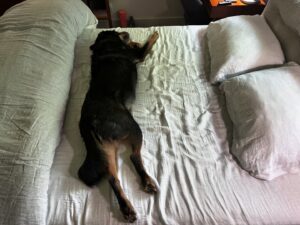 Ana Marie Cox Instagram - If I don’t make my bed while Exley’s having breakfast it often doesn’t get made. 

Oh and did I say *my* bed? Foolish of me…

Whose bed is this?