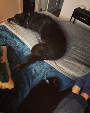 Ana Marie Cox Instagram - Ex update: Clean bloodwork results! Pancreas is functioning normally, his energy level is normal-ish (given being on 600mg of gabapentin), and he’s eating more. 

The vet said that he may be able to return to a less restrictive diet in a couple of weeks, which both of us will enjoy more. Also I got some meds for his as-yet-still undesirable poops, which have given us backside a certain… aroma. 

The vet tech cleaned up back there as best she could and told me she’d give him what I’d call a “doggy Brazilian” but he thrashed too much so his bikini modeling days will have to wait. 

Bram continues to be attentive to both of us, dividing his care between emotional and physical support (purrs are healing, I learned that from Margaret Atwood). 

His insurance rate went up $10/mo but still all worth it. 

I remembered it’s Friday today!

Enjoy your weekend, thanks again for all the comments and messages.