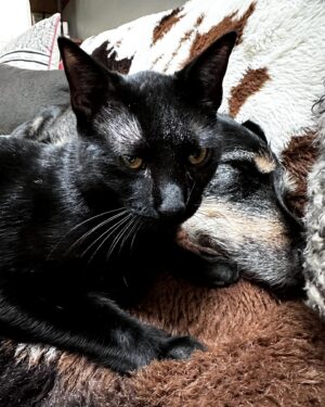 Ana Marie Cox Instagram - Ex update! He’s been a lot better but still not out of the woods. Part of the problem is he clearly hates his new diet food — low fat, low protein, bland. He is obviously hungry, because he keeps going to the food and treat cabinet that now holds nothing but forbidden delicacies. 

He’s also tried to get into the bathroom where the kitties eat and I had a minor heart attack when I was cleaning the litter box and thought he snuck some dry food behind my back — I decided he didn’t make it to the bowl because there was so much left and I imagine he would have taken more than a discreet munch. He’s also not showed any set backs since then, knock wood. 

I have some plain grilled chicken that I bought for my own treat and after consulting with the vet, I’ve been using tiny, tiny bits of it sprinkled into warmed-up diet food and he’s begrudgingly had some small meals. 

I will get chicken today to boil and make into a completely safe supplement (the grilled chicken, plain as it is, might still have more fat than is ideal). 

I am going to become the dog mom that cooks more for her dog than herself. 

He’s drinking plenty and has not had any further accidents in the house, all good signs. 

Luckily, I’ve also been able to secure the services of a full-time nurse who is very protective of his patient.

I still don’t know what day it is but I do have a column due, pretty sure. 

Thanks to everyone who has written or sent messages. This has been scary and all-consuming. Exley has been my constant companion in these past few years of chaos and challenges; he’s never needed my help like I needed his. I am happy to be here for him and just want to keep being here for him and for him to keep being here, too.