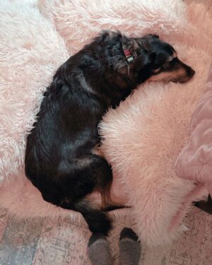 Ana Marie Cox Instagram - Exley update: Resting comfortably. 

Vet said he was very anxious at the kennel after the strong meds wore off so that it would be normal for him to conk out here. He did eat, as documented, and even ate a little more later. He has gone outside to do his business and growled at Molly for trying to steal his food. (Turnabout is fair play is what Molly said.)

So things are returning to normal if only I could remember what day it is. I think I’m possibly on MSNBC tonight?