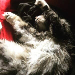 Ana Matronic Instagram - Yesterday was 3 years since we brought the Big Galoot home from the mountains. Happy Gotcha Day Bootsy!